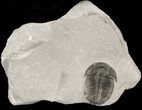 Elrathia Trilobite In Shale - Utah #47380-1